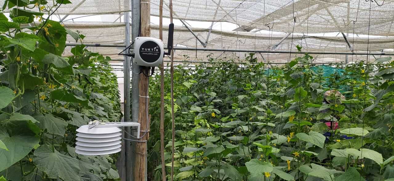 Yuktix device in a cucumber greenhouse for disease and pest early warnings